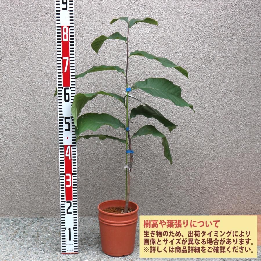 ITANSE ポポーの苗木 ポポー宝珠果樹苗 2年生 接木苗15cmポット 送料