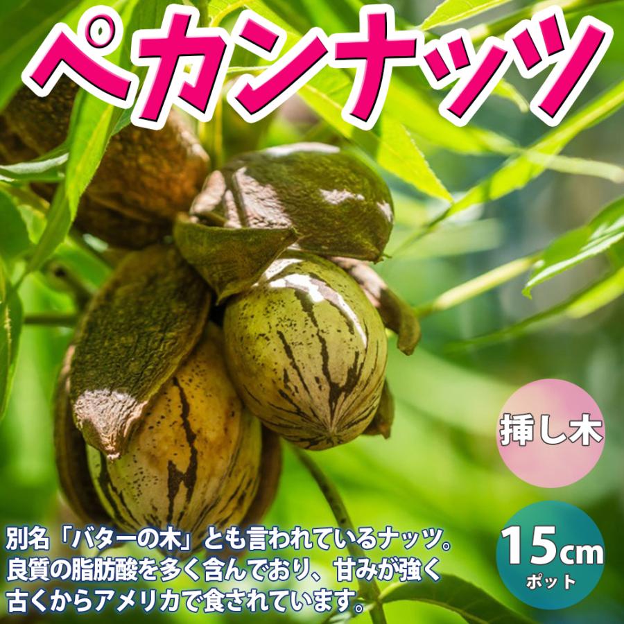 ITANSE ペカンナッツの苗木 果樹苗 2年生 挿し木苗15cmポット 送料無料