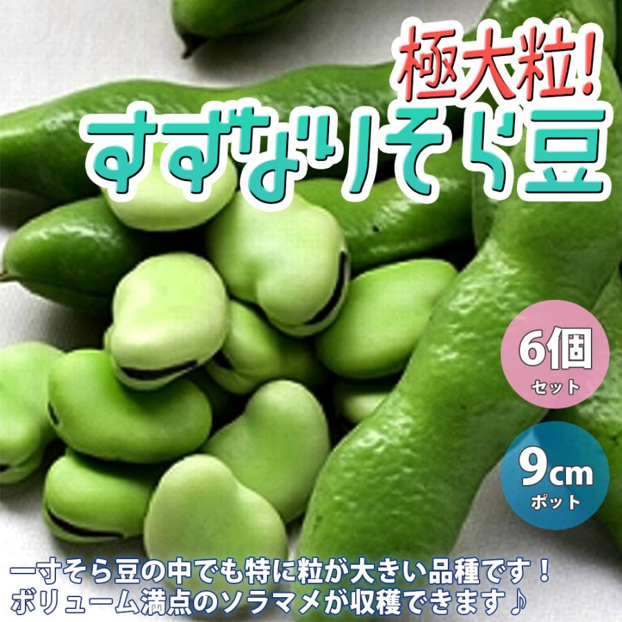 ITANSE そら豆苗 極大粒! すずなりそら豆の苗野菜苗9cmポット自根苗