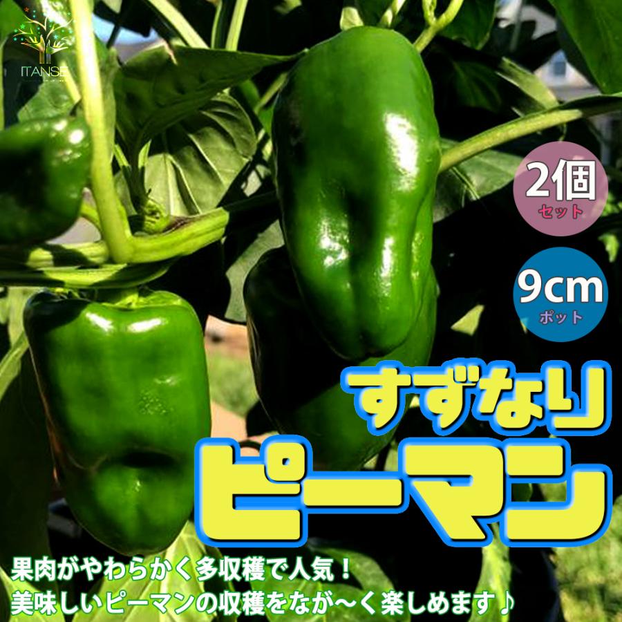 ピーマン　専用 ITANSE ピーマンの苗 すずなりピーマン 野菜苗 9cmポット自根苗 2個