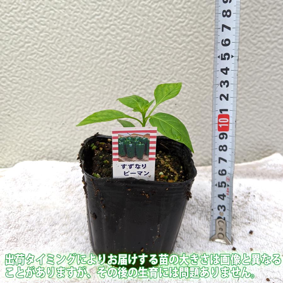 ITANSE ピーマンの苗 すずなりピーマン 野菜苗 9cmポット自根苗 2個