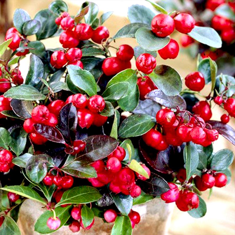 ITANSE ゴーチェリア チェッカーベリー(ビックベリー)の苗花木苗12cm