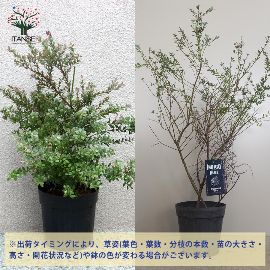 藍 インド藍 インディゴ 苗 開花結実中 お手頃サイズ② 【公式通販】