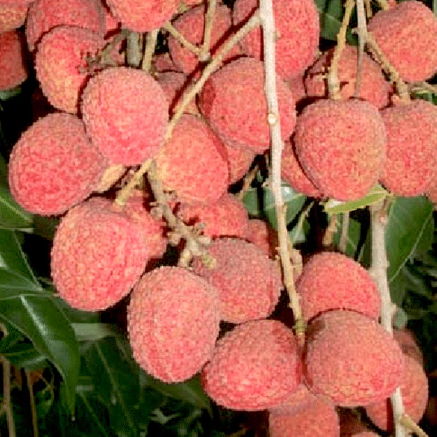 超人気の ライチの苗木 モーリシャス Mサイズ 果樹の苗木 取り木苗 6号ポット 1個売り 果樹 果物 栽培 趣味 園芸 ガーデニング 送料無料 現金特価 Www Thedailyspud Com