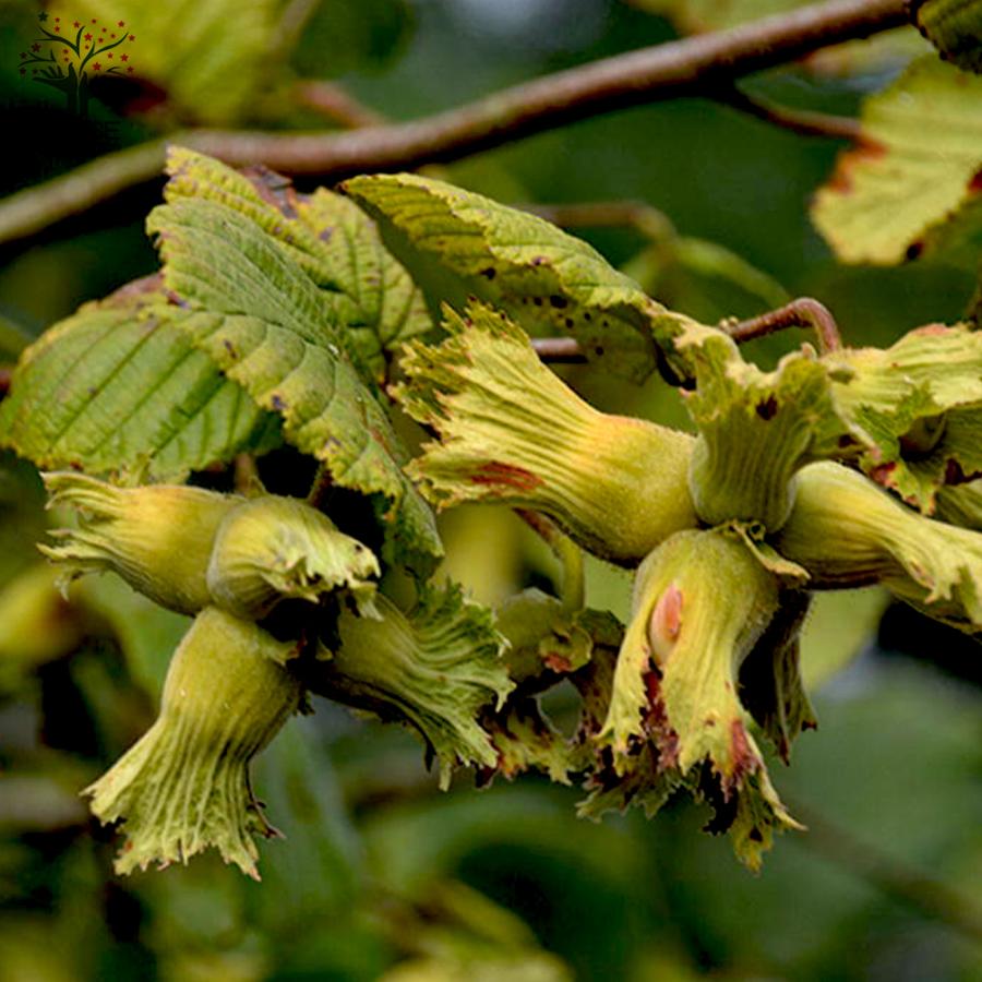 ITANSE ヘーゼルナッツの苗木 サカジャウェア 果樹の苗木 挿木苗 13.5