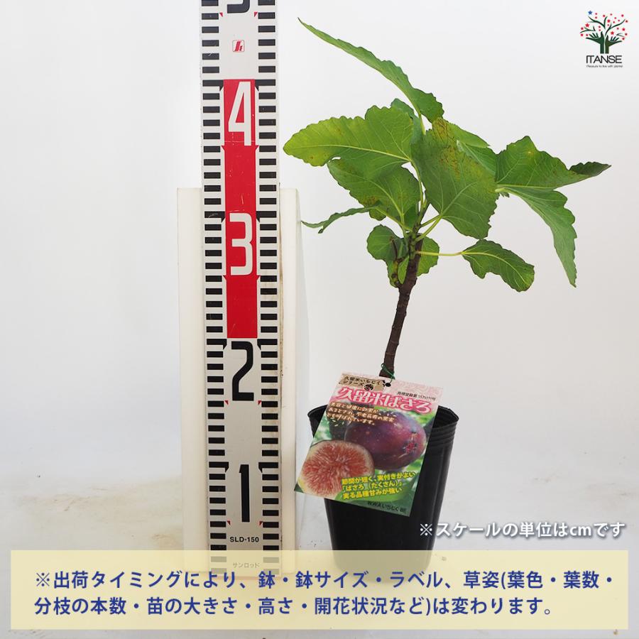 イチジクの苗木 久留米 ばさろ 果樹の苗 12cmポット苗 1個売り 果樹