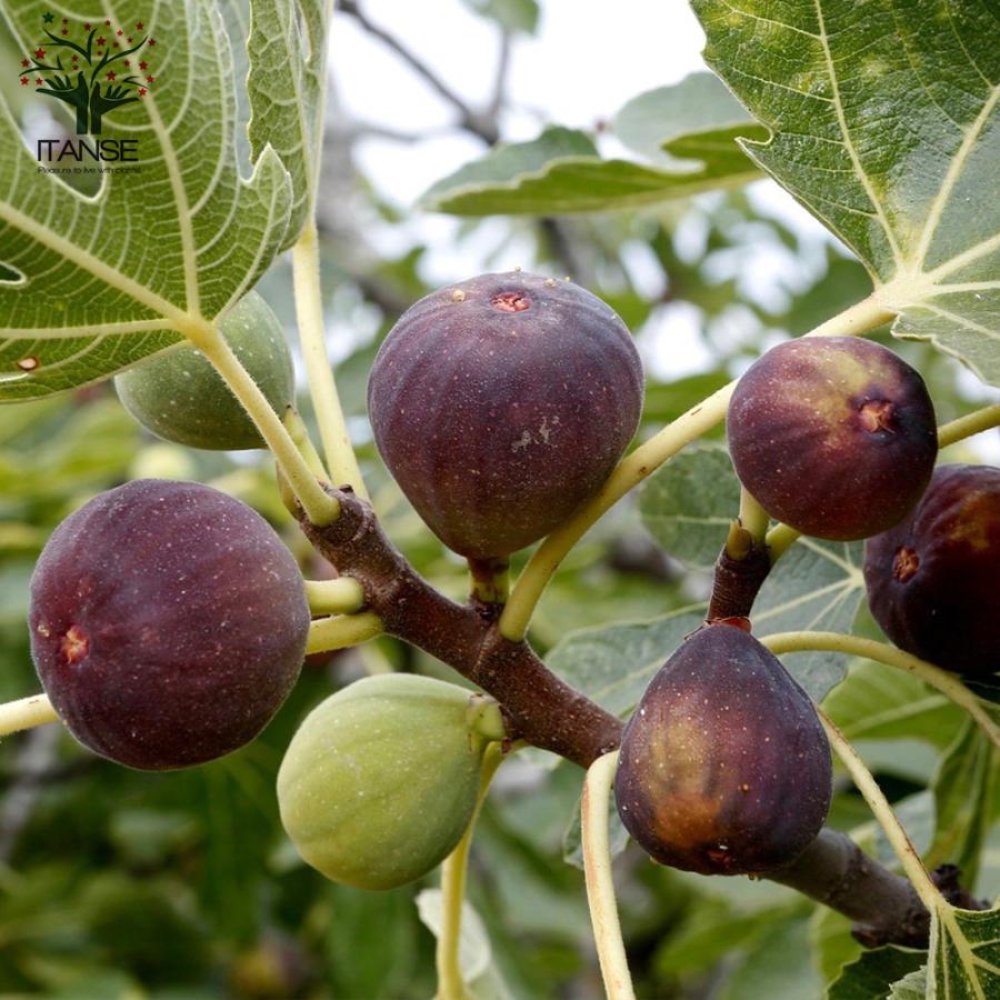 1494円 売店 イチジクの苗木 久留米 ばさろ 果樹の苗 12cmポット苗 1個売り 果樹 果物 栽培 趣味 園芸 ガーデニング 送料無料