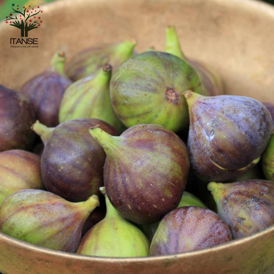 1494円 売店 イチジクの苗木 久留米 ばさろ 果樹の苗 12cmポット苗 1個売り 果樹 果物 栽培 趣味 園芸 ガーデニング 送料無料