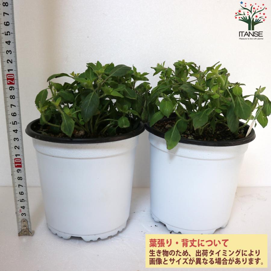 ホーリーバジルの苗 ハーブの苗 15cmポット苗 お買い得2個セット 料理 ガーデニング 家庭菜園 簡単 送料無料 Nae 野菜苗 植物 青果物販売のitanse 通販 Yahoo ショッピング