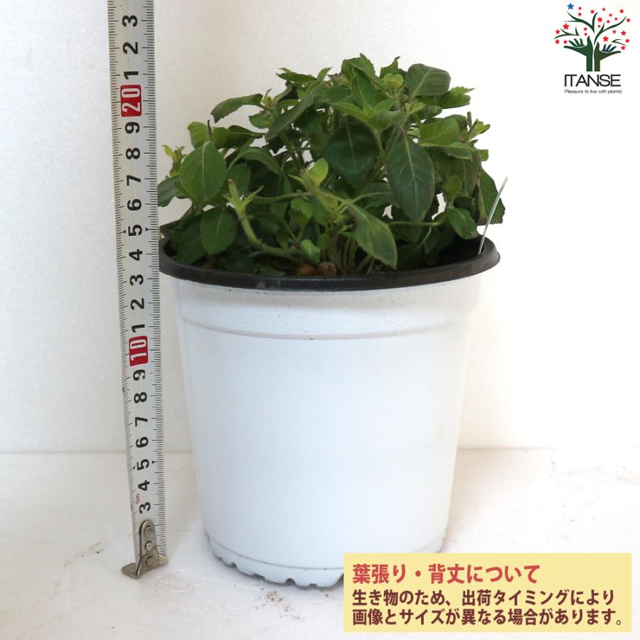 ホーリーバジルの苗 ハーブの苗 15cmポット苗 お買い得2個セット 料理 ガーデニング 家庭菜園 簡単 送料無料 Nae 野菜苗 植物 青果物販売のitanse 通販 Yahoo ショッピング