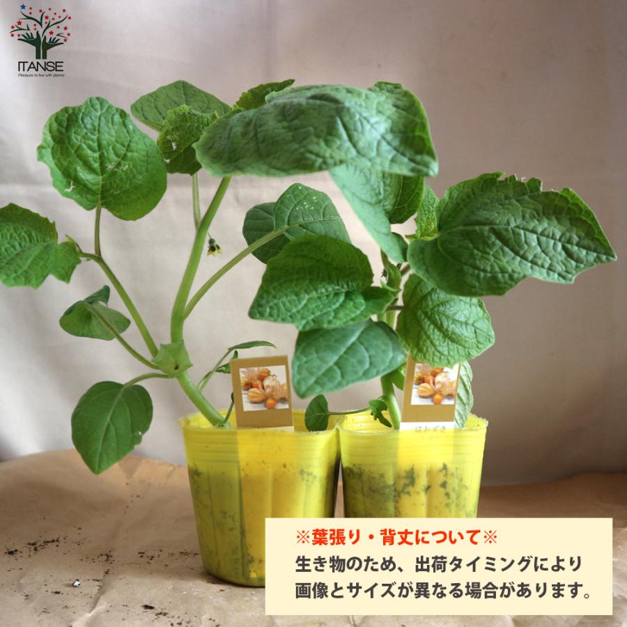 ITANSE 大実ほおずきトマトの苗 大実ゴールデンベリー 野菜苗 自根苗  