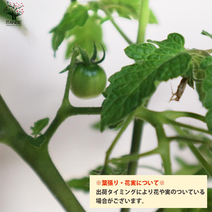 ITANSE ミニトマトの苗 アイコ＆イエローアイコ各2個 高糖度・育てやすい 野菜苗 自根苗 10.5cmポット 4個セット 送料無料 ミニトマト 苗 イタンセ公式｜itanse｜05