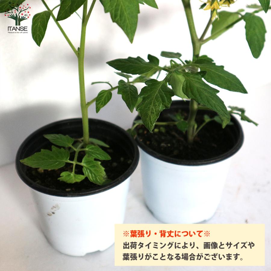 ITANSE ミニトマトの苗 プリンセスアイコ 高糖度・育てやすい 野菜苗