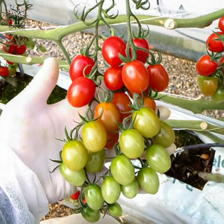 ITANSE ミニトマトの苗 プリンセスアイコ 高糖度・育てやすい 野菜苗