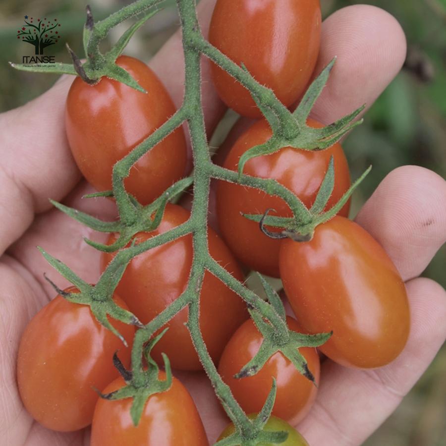 ITANSE ミニトマトの苗 チョコアイコ 高糖度・カラフル 野菜苗 自根苗