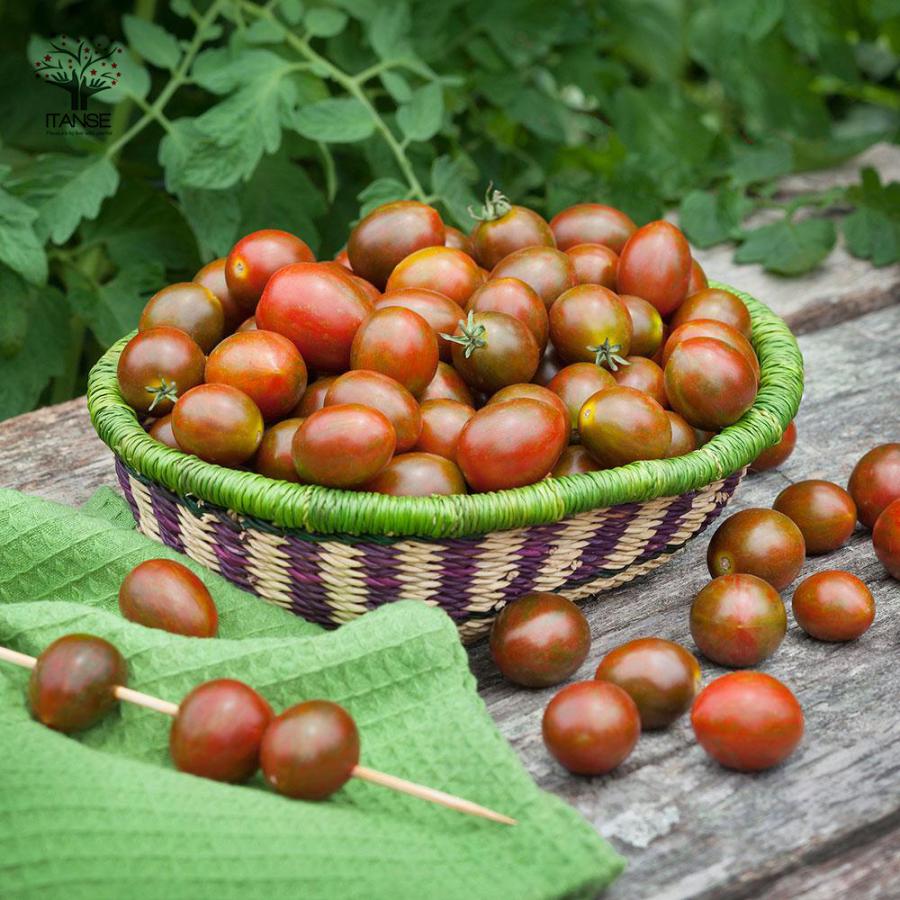 ITANSE ミニトマトの苗 チョコアイコ 高糖度・カラフル 野菜苗 自根苗