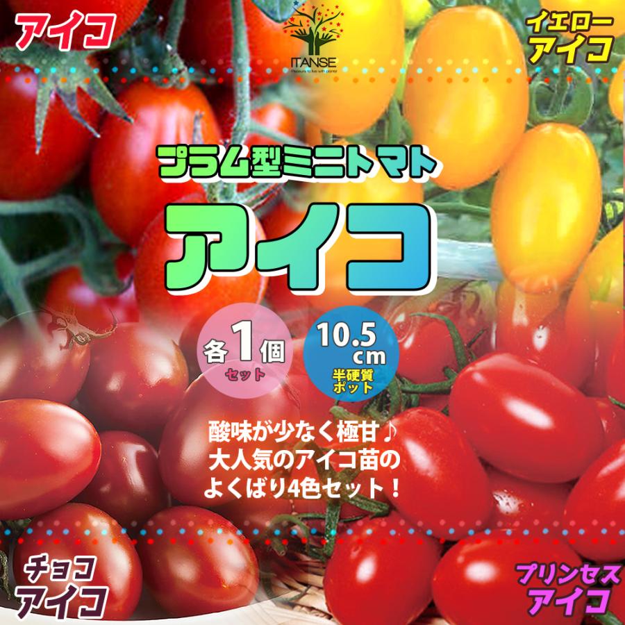 ITANSE ミニトマトの苗 アイコ4品種 (アイコ・イエローアイコ 