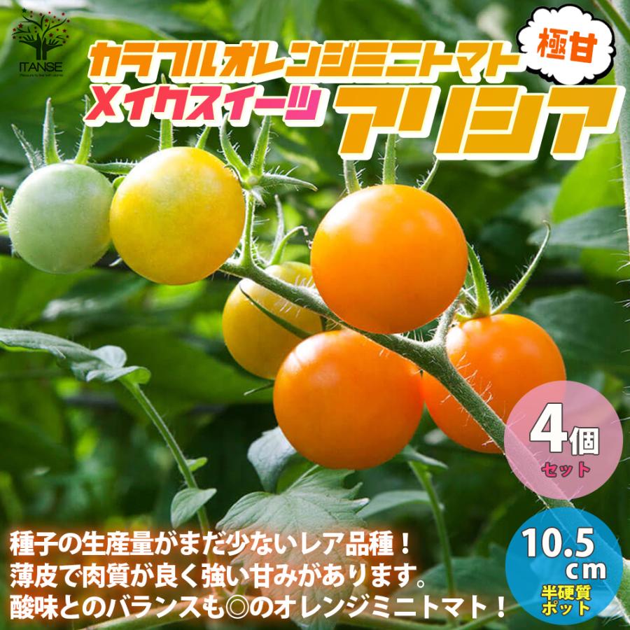 ITANSE ミニトマトの苗 メイクスイーツ アリシア 極甘カラフルトマト