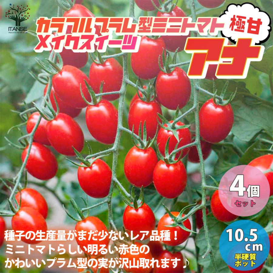 極甘プラム型フルーツミニトマト メイクスイーツ アナ フルーツミニトマトの苗 野菜の苗 自根苗 10 5cmポット お得4個セット 送料無料 Nae 野菜苗 植物 青果物販売のitanse 通販 Yahoo ショッピング