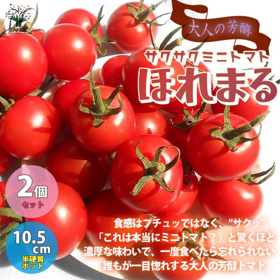ITANSE ミニトマトの苗 ほれまる 大人の芳醇サクサクミニトマト