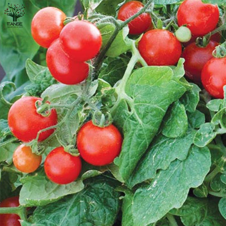 ITANSE ミニトマトの苗 ほれまる 大人の芳醇サクサクミニトマト
