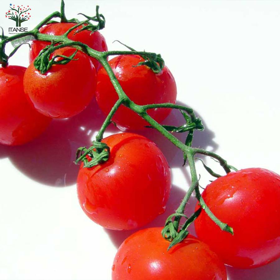 ITANSE ミニトマトの苗 ほれまる 大人の芳醇サクサクミニトマト