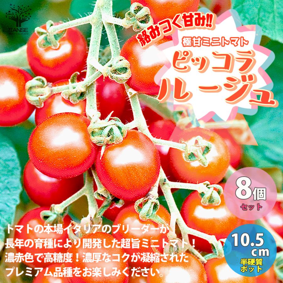ITANSE ミニトマトの苗 極甘ピッコラルージュ からみつく甘み