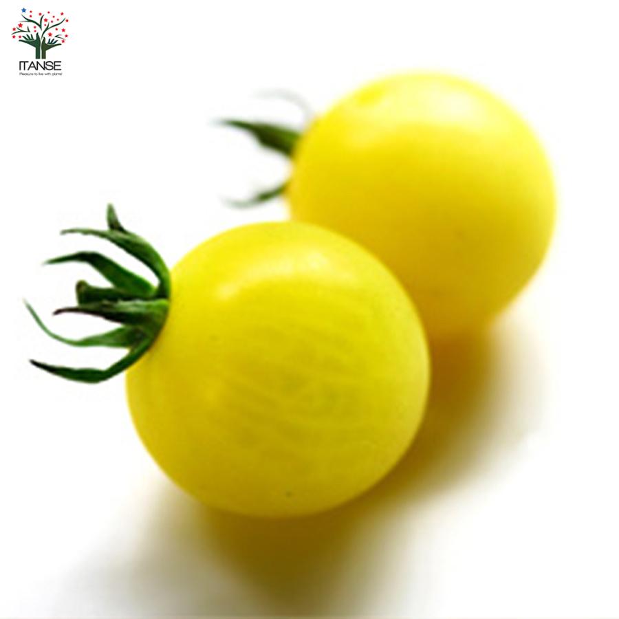 フルーツミニトマトの苗 アイスレモン 野菜の苗 自根苗 10 5cmポット お買い得2個セット 人気 家庭菜園 簡単栽培 収穫 送料無料 Nae008 野菜苗 植物 青果物販売のitanse 通販 Yahoo ショッピング