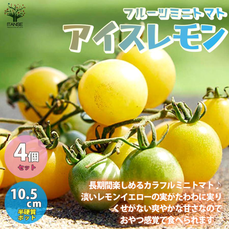 売店 フルーツミニトマトの苗 アイスレモン 野菜の苗 自根苗 10 5cmポット お買い得4個セット 人気 家庭菜園 簡単栽培 収穫 送料無料 Wantannas Go Id