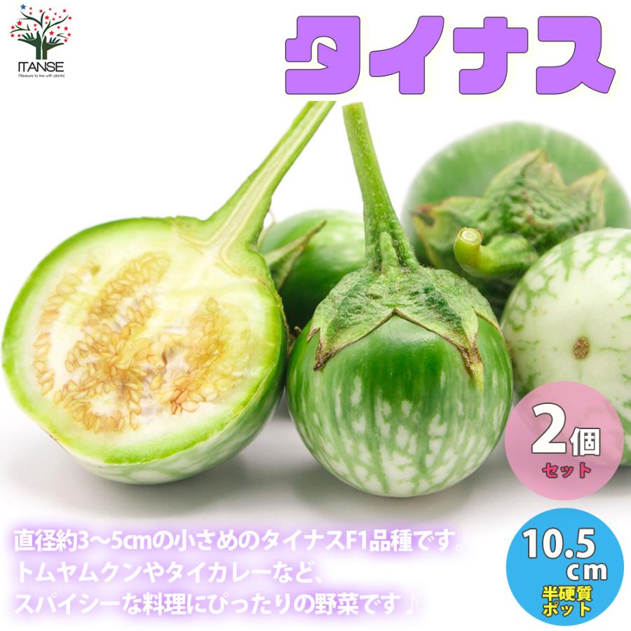 ITANSE タイナスの苗 野菜の苗 自根苗 10.5cmポット 2個セット