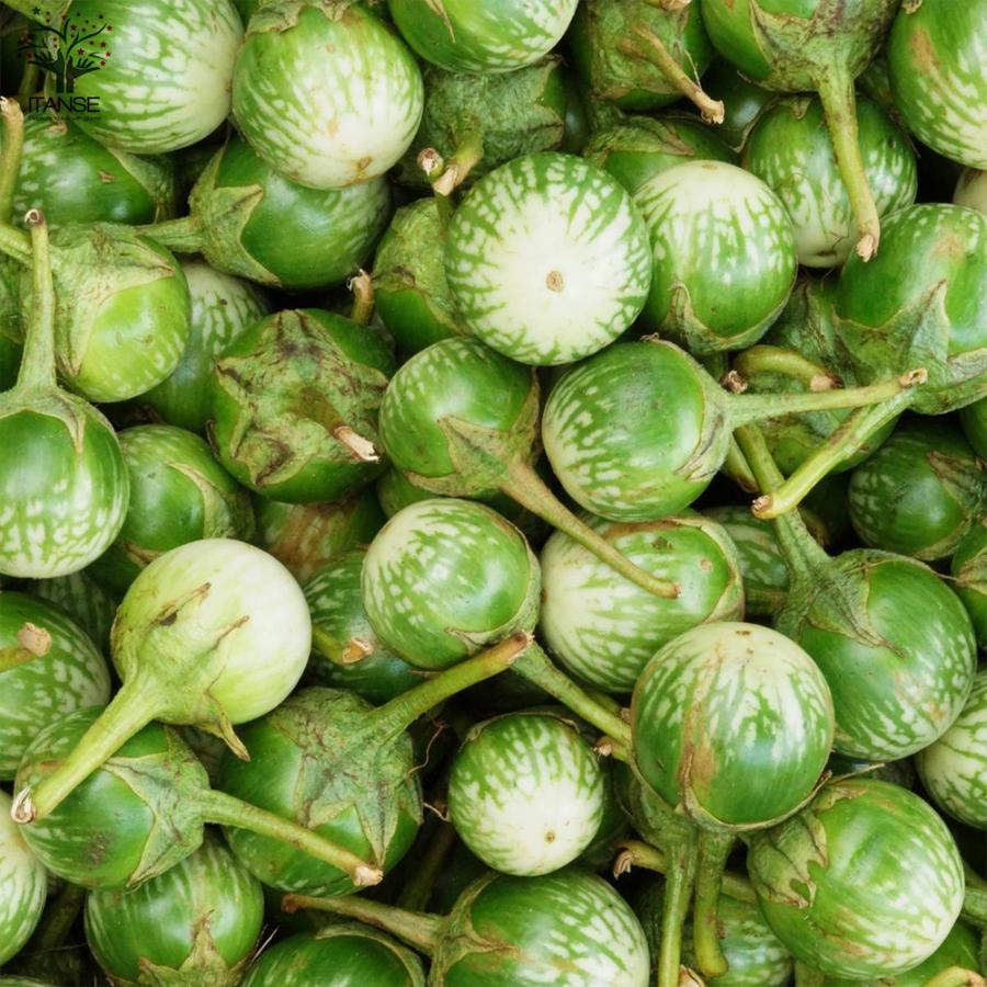 ITANSE タイナスの苗 野菜の苗 自根苗 10.5cmポット 2個セット