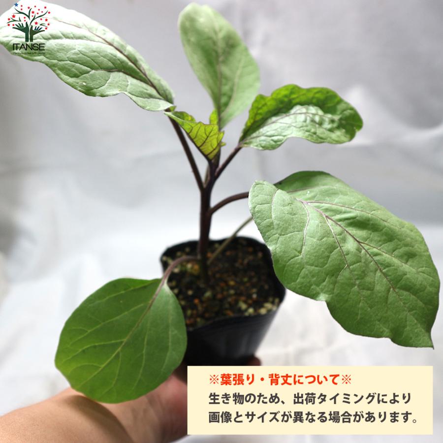 送料無料 即出荷 夏植えすずなりピーマン 野菜苗 実生苗9cmポット お買い得4個セット ピーマン苗 ぴーまん苗 ガーデニング 家庭菜園 ベランダ 露地 人気ショップが最安値挑戦