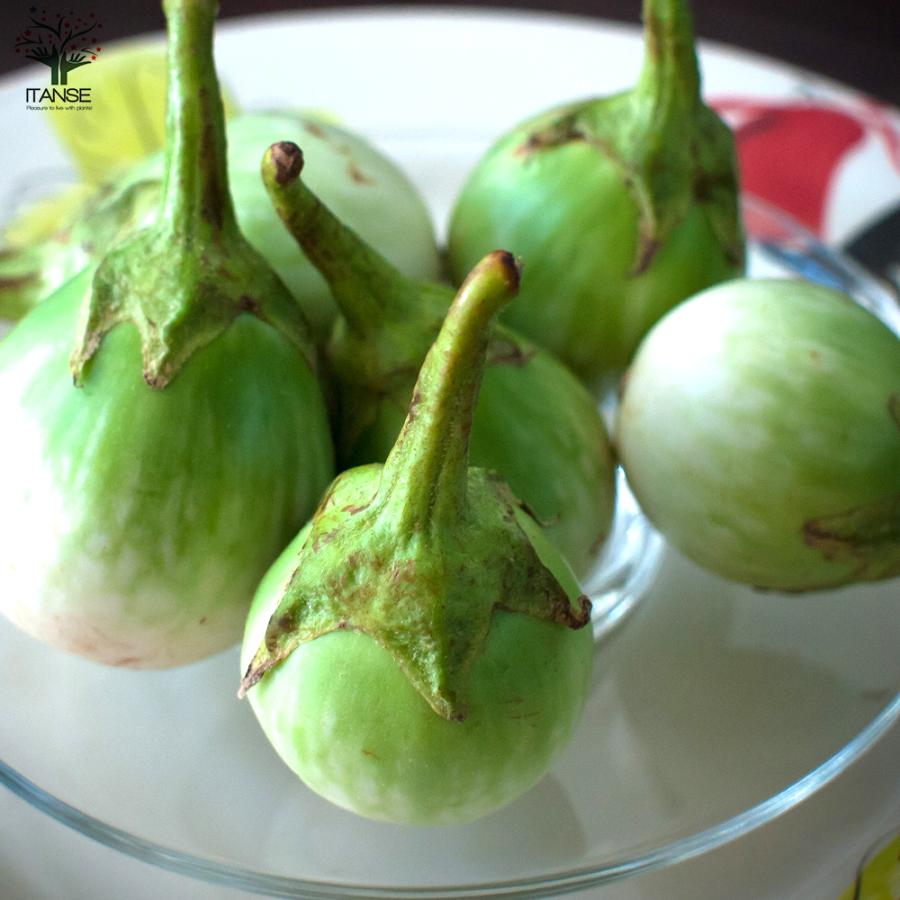 ITANSE タイナスの苗 野菜の苗 自根苗 10.5cmポット 4個セット