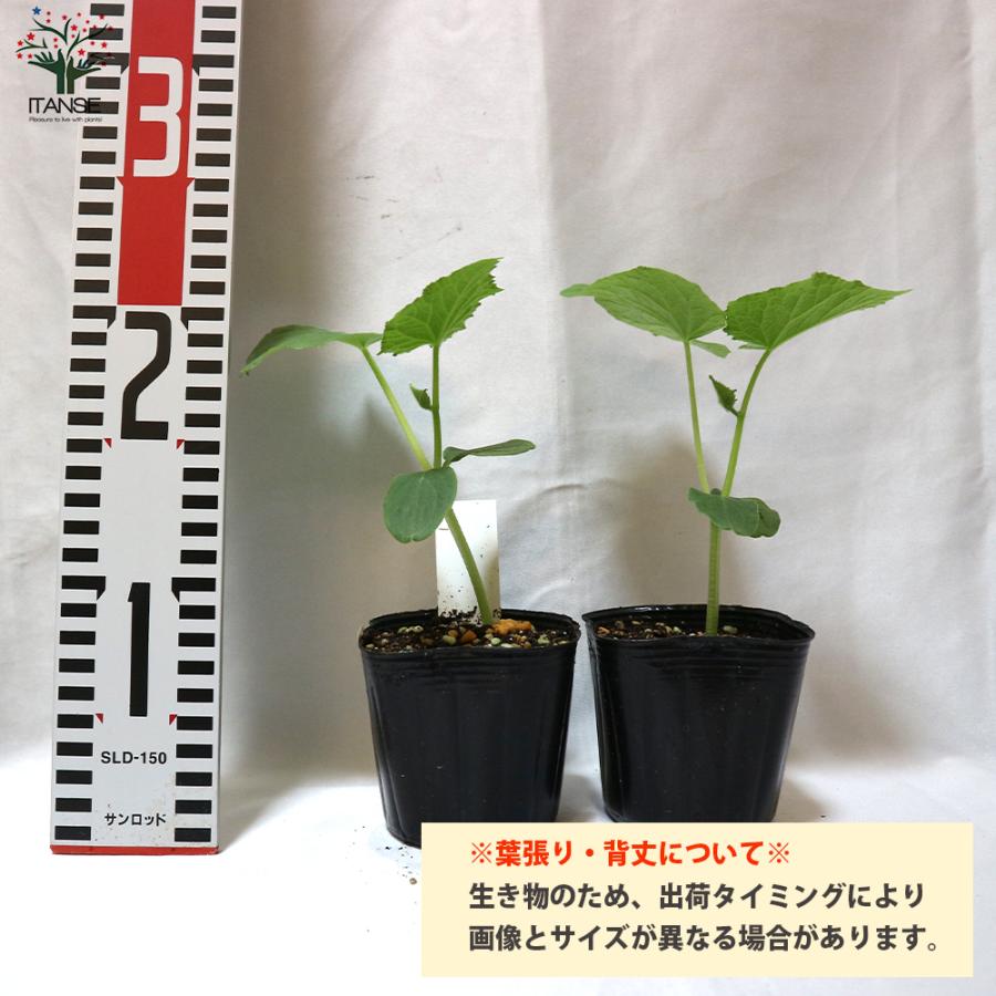 ITANSE キュウリの苗 シャキットきゅうり 野菜の苗 自根苗 10.5cm
