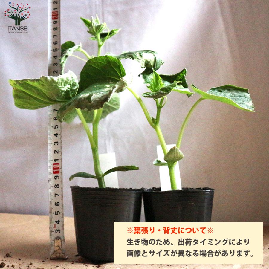 ITANSE キュウリの苗 シャキットきゅうり 野菜の苗 自根苗 10.5cm