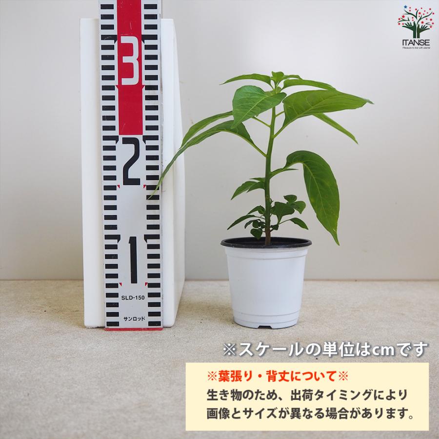 ITANSE ピーマンの苗 王様ピーマン 野菜の苗 自根苗 10.5cmポット 4個