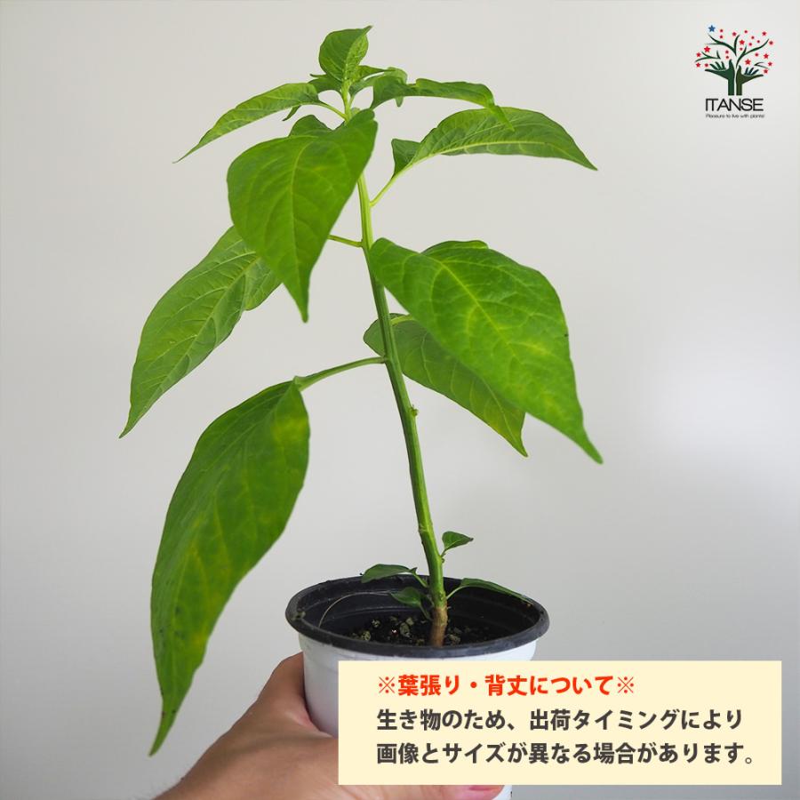 ピーマン苗　4ポットセット　特価品 ITANSE ピーマンの苗 王様ピーマン 野菜の苗 自根苗 10.5cmポット 4個