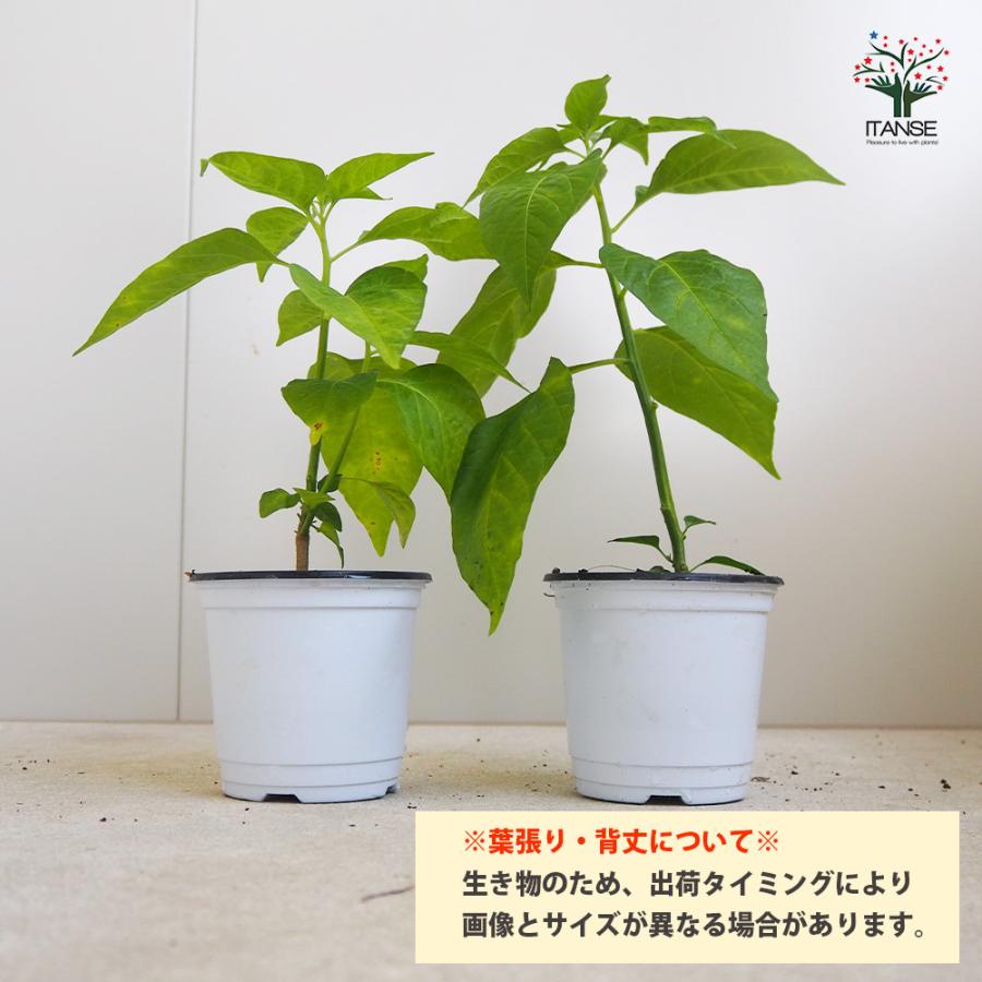 ITANSE ピーマンの苗 王様ピーマン 野菜の苗 自根苗 10.5cmポット 4個