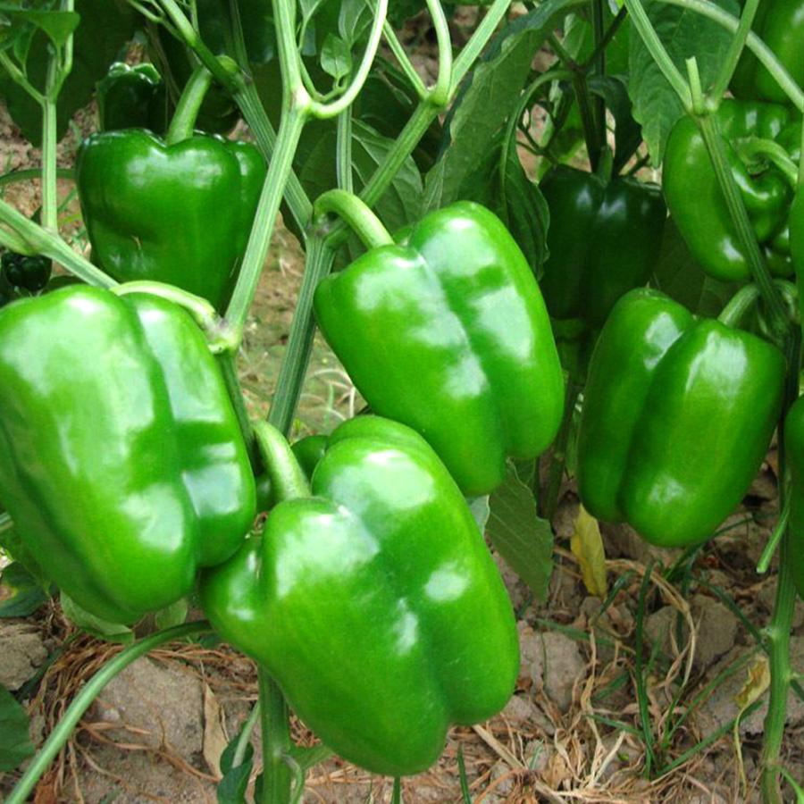 ITANSE ピーマンの苗 王様ピーマン 野菜の苗 自根苗 10.5cmポット 8個