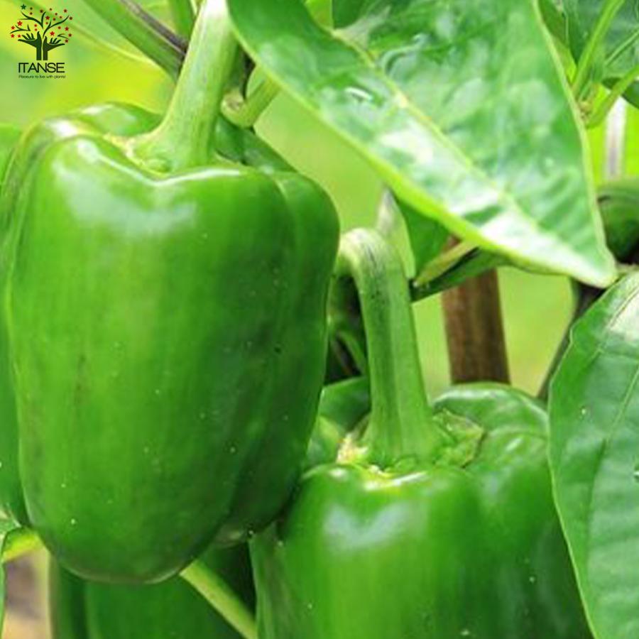ITANSE ピーマンの苗 王様ピーマン 野菜の苗 自根苗 10.5cmポット 8個
