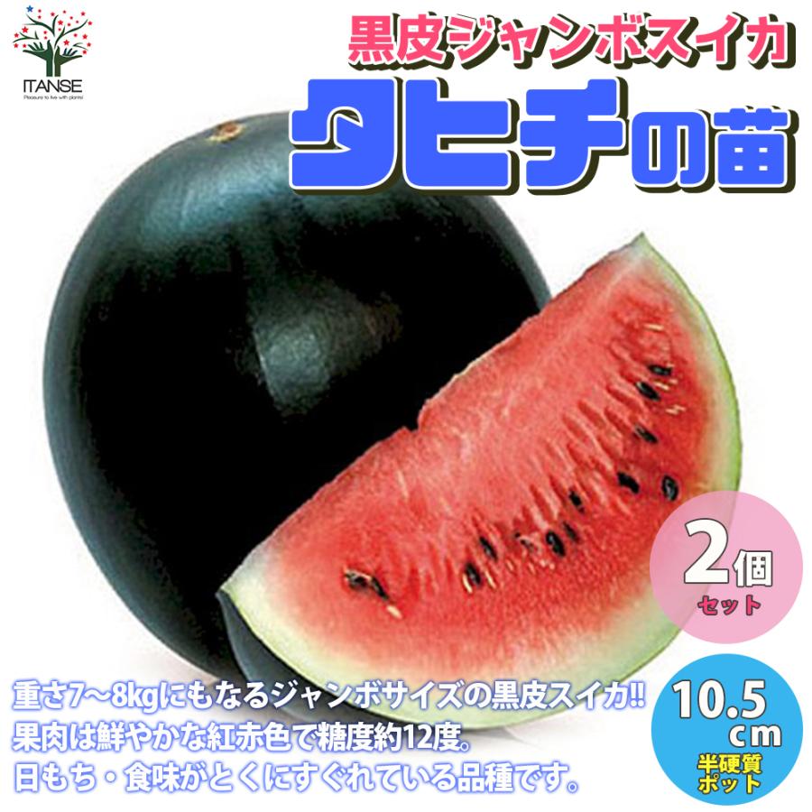 スイカの苗 黒皮ジャンボスイカ タヒチ 野菜の苗 自根苗 10 5cmポット お買い得2個セット 人気 家庭菜園 簡単栽培 収穫 送料無料 Nae 野菜苗 植物 青果物販売のitanse 通販 Yahoo ショッピング