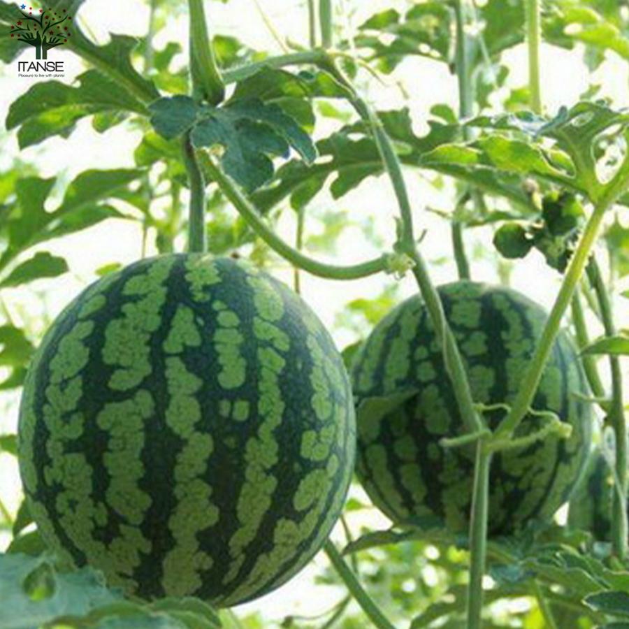 ITANSE スイカの苗 赤大玉スイカ 縞王(しまおう) 野菜苗 自根苗 10.5cm