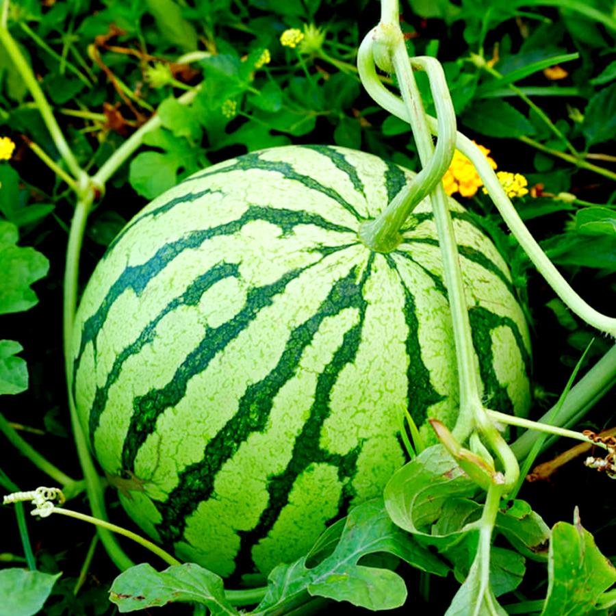 スイカの苗 4品種厳選お得4個セット ピノガール タヒチ ひとりじめ7 縞王 野菜苗 自根苗 10 5cmポット 家庭菜園 送料無料 Nae 野菜苗 植物 青果物販売のitanse 通販 Yahoo ショッピング