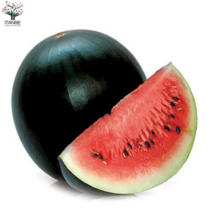 スイカの苗 4品種厳選お得4個セット ピノガール タヒチ ひとりじめ7 縞王 野菜苗 自根苗 10 5cmポット 家庭菜園 送料無料 Nae 野菜苗 植物 青果物販売のitanse 通販 Yahoo ショッピング