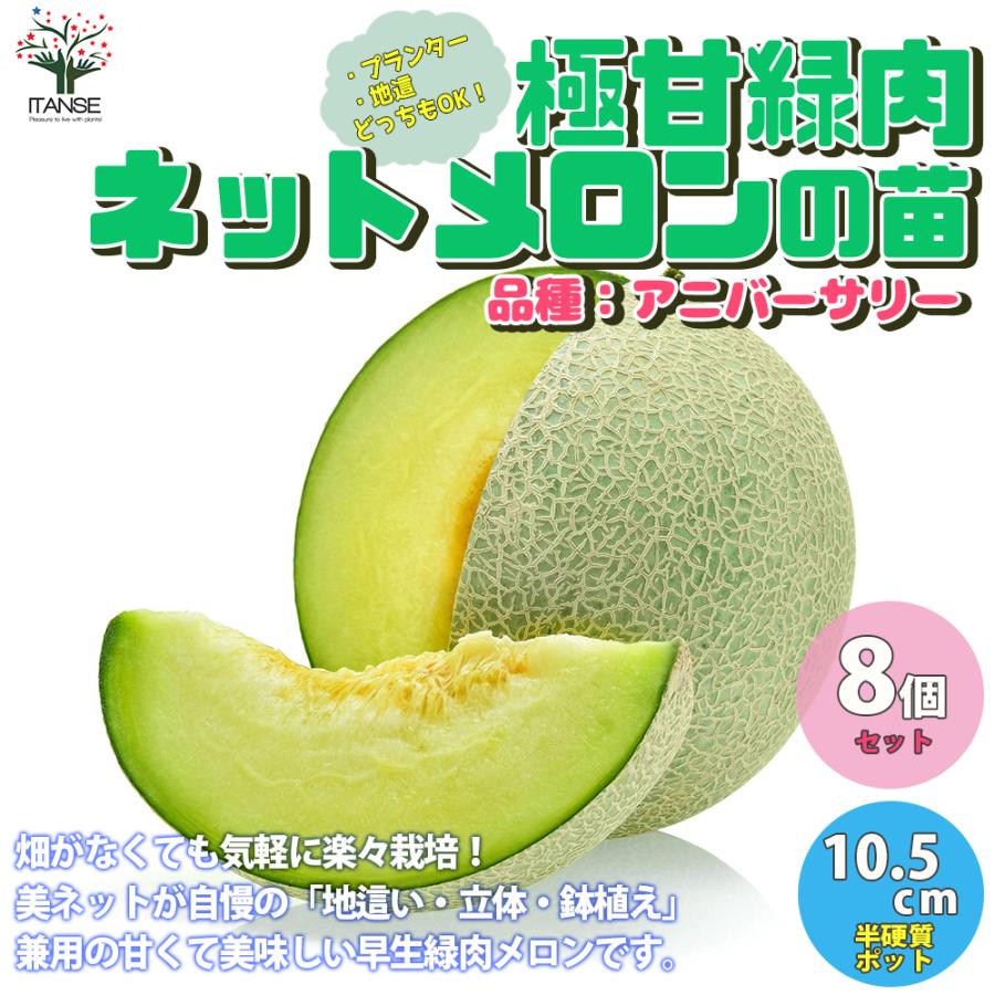 メロン苗 プランターでも地這でもok らくらく極甘緑肉ネットメロン 野菜の苗 自根苗 10 5cmポット お得8個セット 家庭菜園 送料無料 90 Off