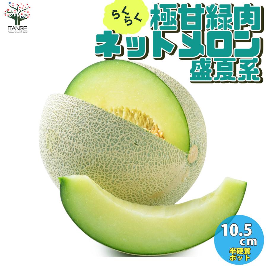 メロンの苗 らくらく極甘 緑肉ネットメロン 盛夏系 野菜苗 自根苗 10 5cmポット 4個セット 送料無料 めろん メロン 苗 Nae 野菜苗 植物 青果物販売のitanse 通販 Yahoo ショッピング