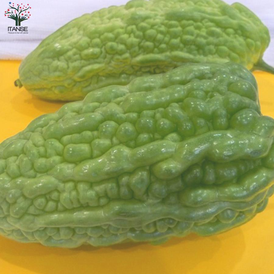 ITANSE ゴーヤの苗 ビッグゴーヤ ライトグリーン 野菜の苗 自根苗 10.5