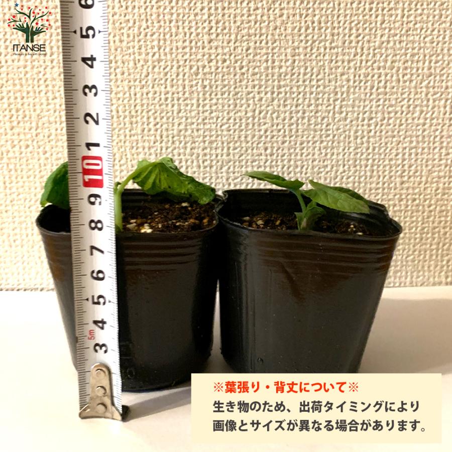 ITANSE ゴーヤの苗 ビッグゴーヤ ライトグリーン 野菜の苗 自根苗 10.5