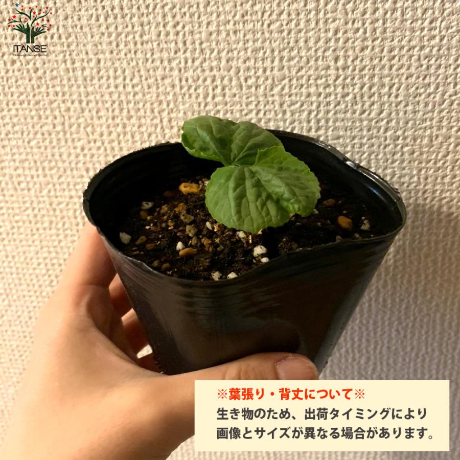 ITANSE ゴーヤの苗 ビッグゴーヤ ライトグリーン 野菜の苗 自根苗 10.5