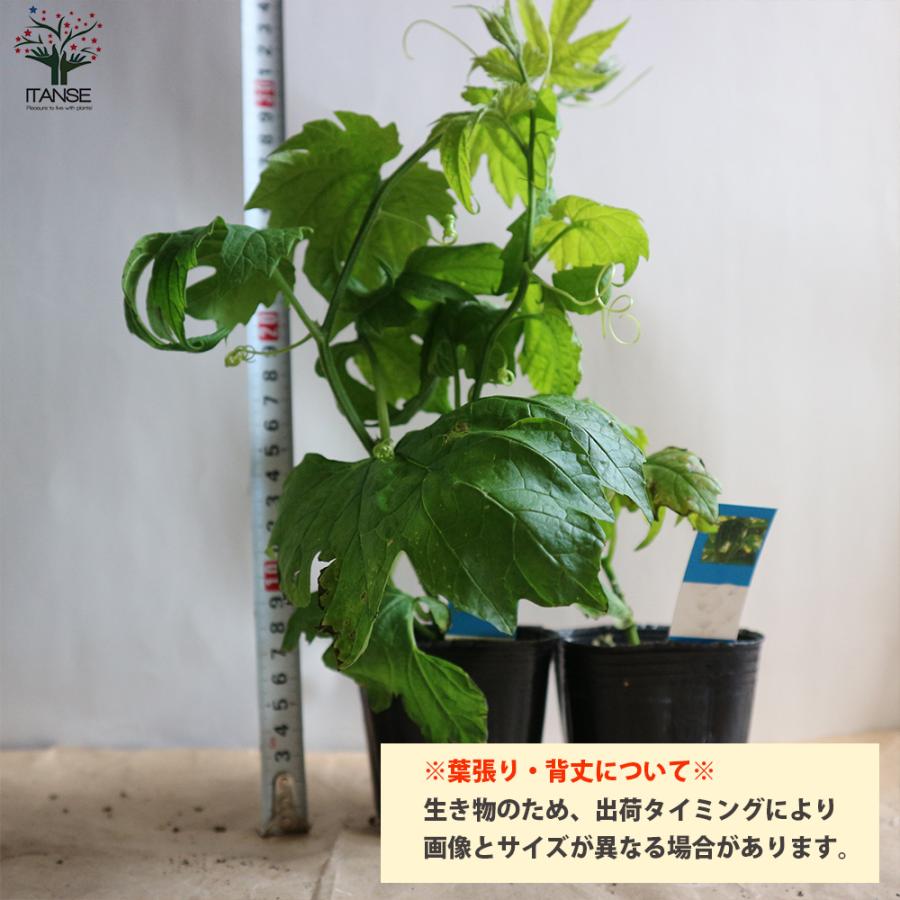 ITANSE ゴーヤの苗 ビッグゴーヤ ライトグリーン 野菜の苗 自根苗 10.5